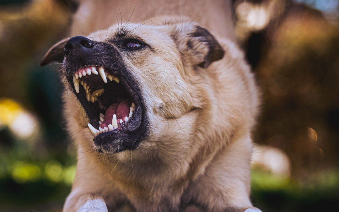 Win Your Dog Bite Personal Injury Claim by Proving Negligence