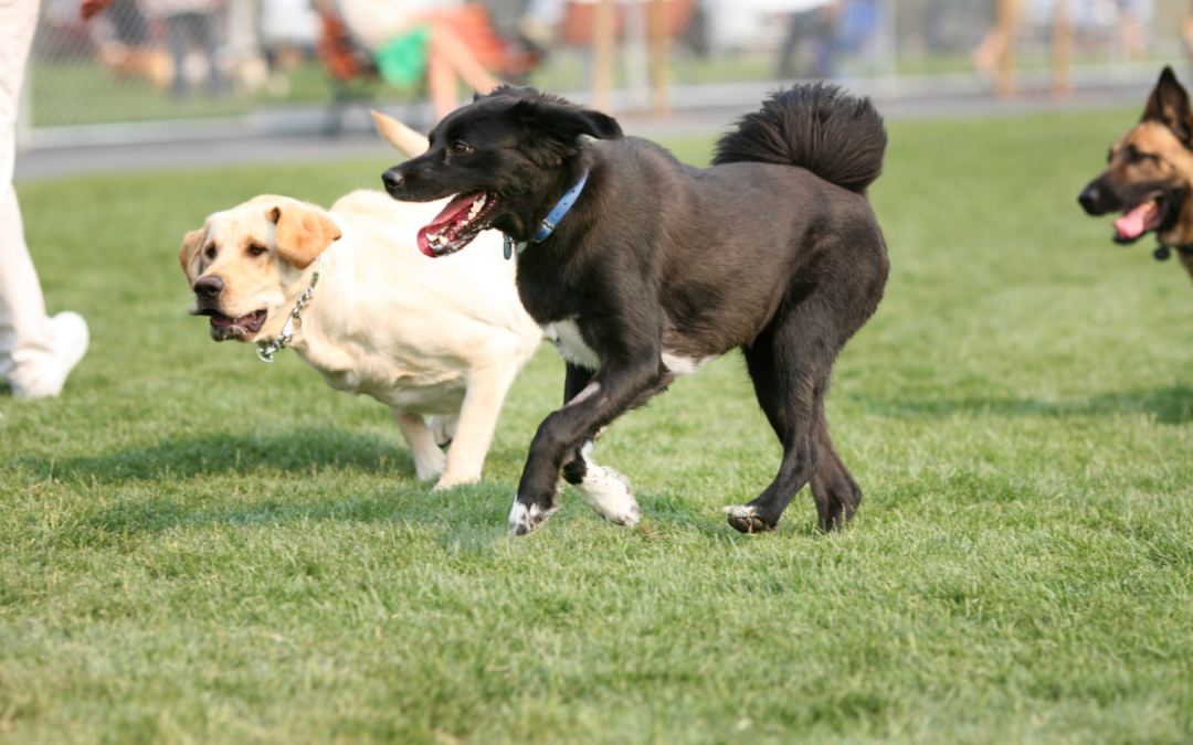 These Factors Can Complicate Your Dog Attack Personal Injury Claim